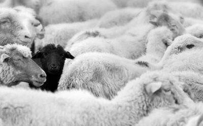 Schwarze Schafe in der Branche